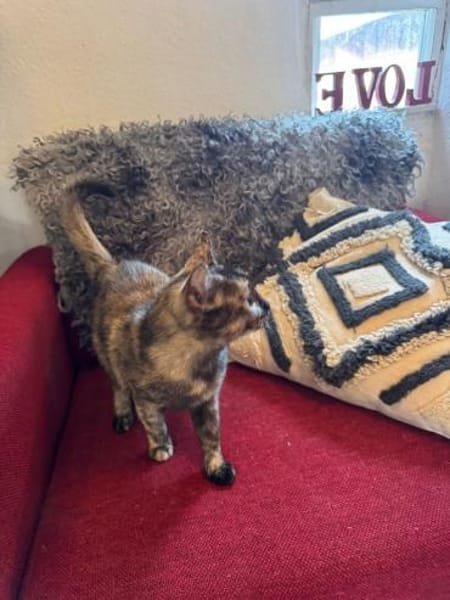 Schildpattkatze, sehr lieb sucht Zuhause