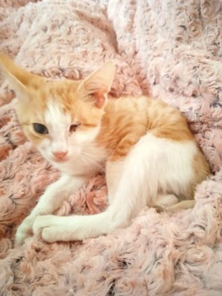 Tigger sucht liebevolles Zuhause 🐾