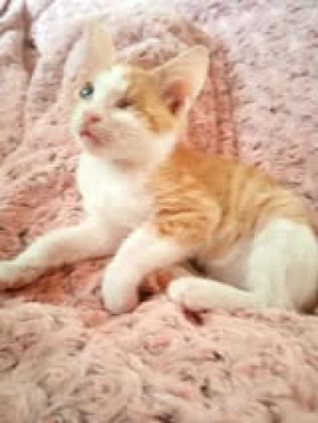 Tigger sucht liebevolles Zuhause 🐾