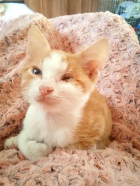 Tigger sucht liebevolles Zuhause 🐾