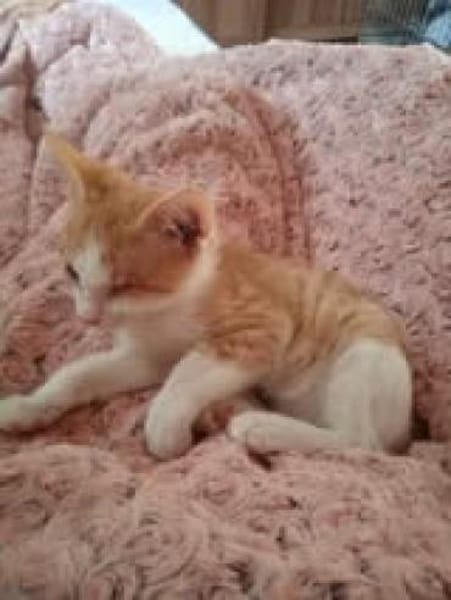 Tigger sucht liebevolles Zuhause 🐾