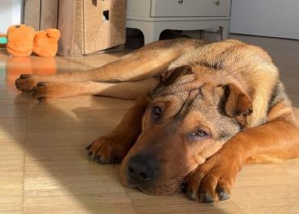 Urki noch so jung, will durchstarten