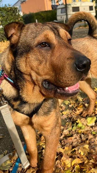 Urki noch so jung, will durchstarten