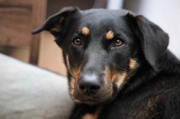 Hübsche Fanny sucht aktives Zuhause