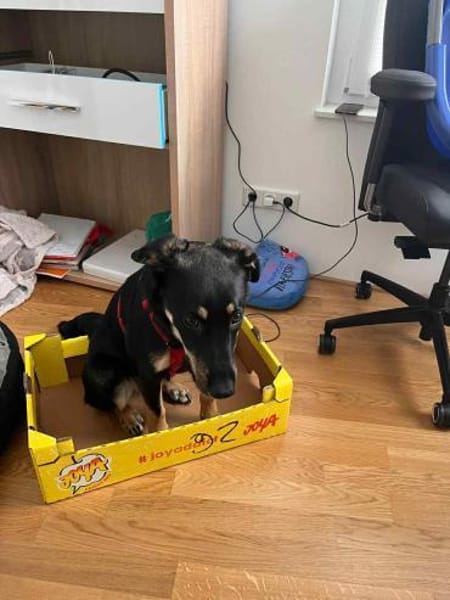 Hübsche Fanny sucht aktives Zuhause