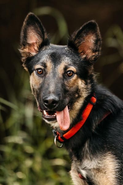 Hübsche Ajka sucht liebevolles Zuhause