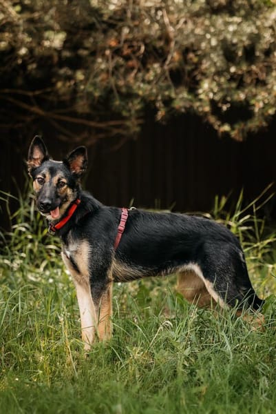 Hübsche Ajka sucht liebevolles Zuhause