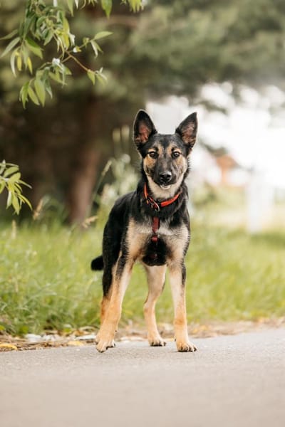Hübsche Ajka sucht liebevolles Zuhause