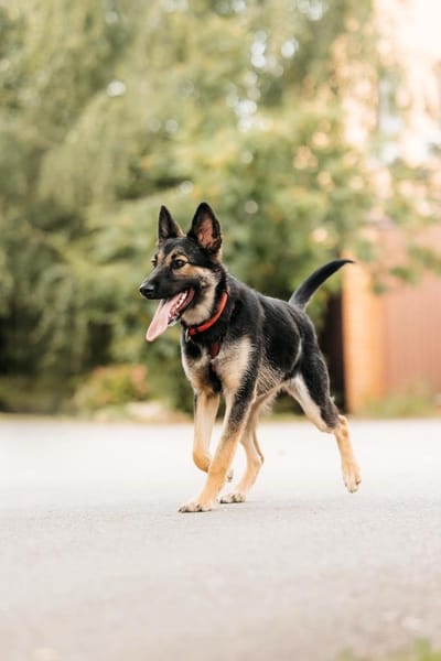 Hübsche Ajka sucht liebevolles Zuhause