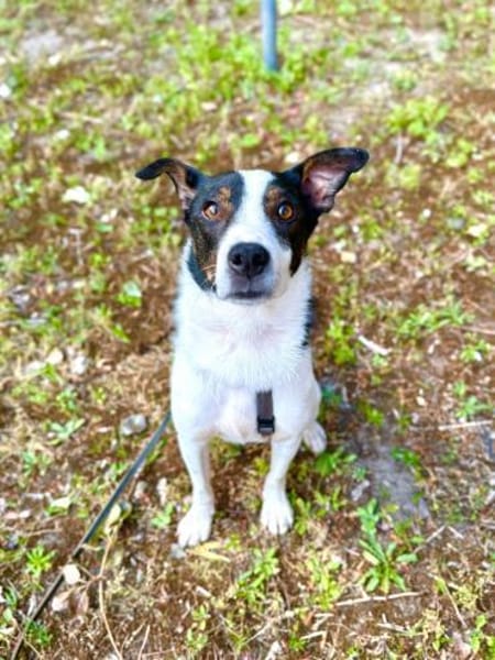 Dein neuer Gefährte