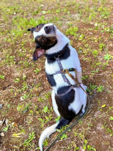 Dein neuer Gefährte