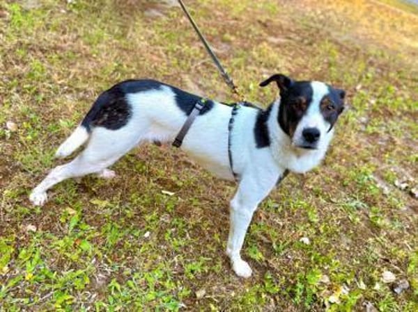 Dein neuer Gefährte