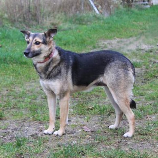 Maja - wo darf ich Zuhause sein?