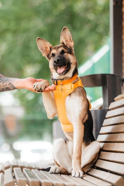 Liebe Deya sucht aktives Zuhause