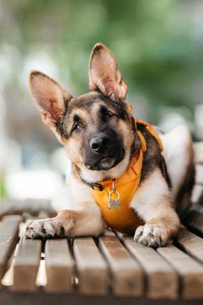 Liebe Deya sucht aktives Zuhause