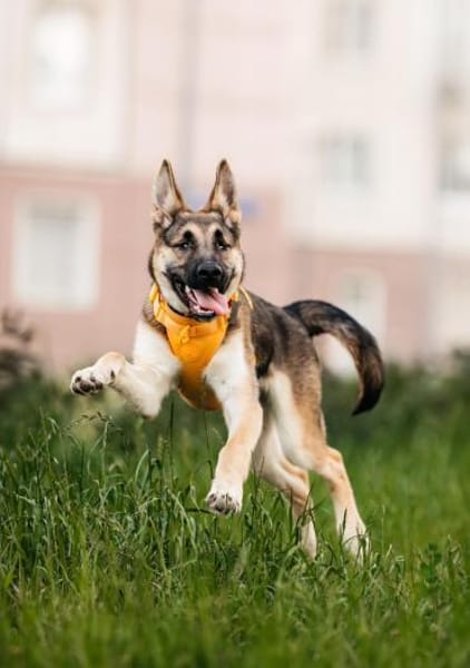 Liebe Deya sucht aktives Zuhause