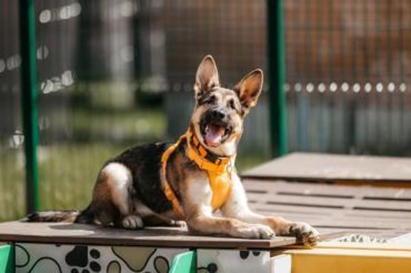 Liebe Deya sucht aktives Zuhause