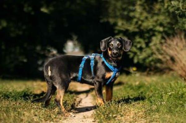 Fröhlicher Ringo sucht seine Menschen