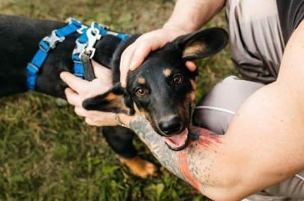 Fröhlicher Ringo sucht seine Menschen