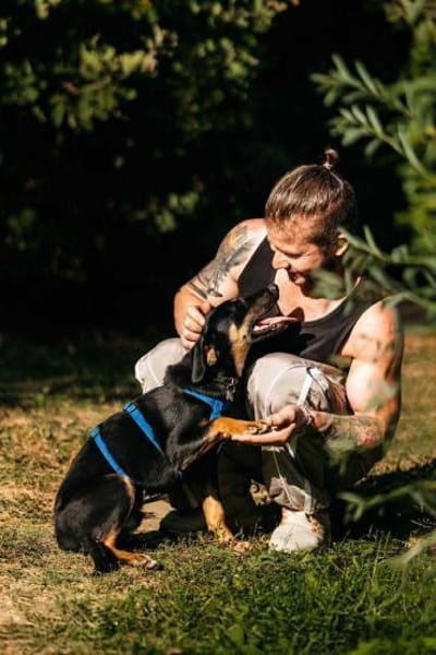 Fröhlicher Ringo sucht seine Menschen