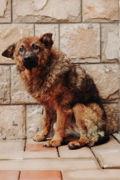 Tierschutz kleine Kämpferin Zara