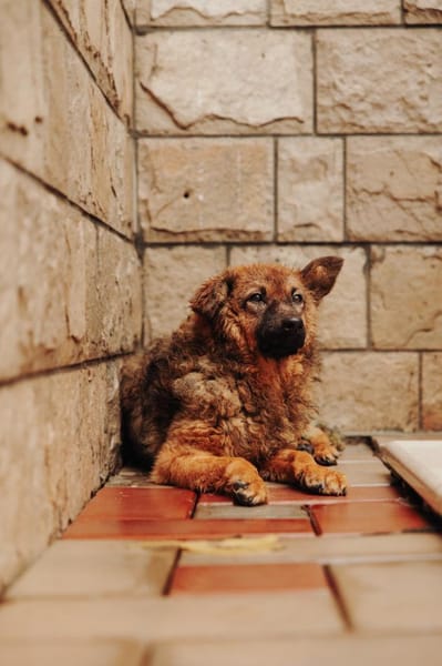 Tierschutz kleine Kämpferin Zara