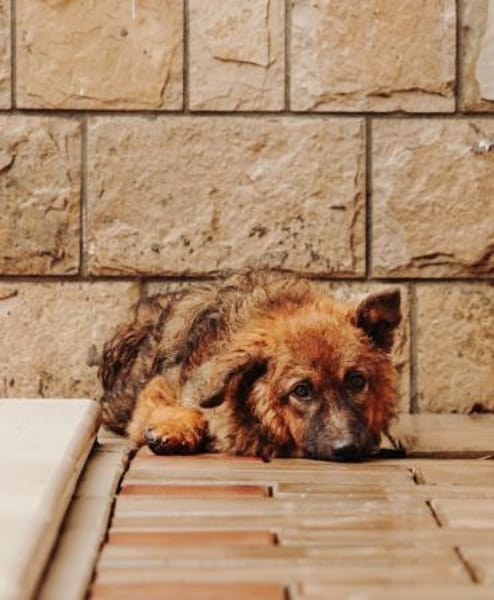 Tierschutz kleine Kämpferin Zara