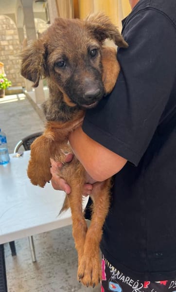 Tierschutz kleine Kämpferin Zara