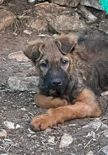 Tierschutz kleine Kämpferin Zara