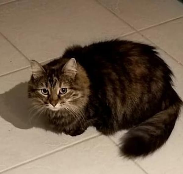 Diva sucht mit Freigang