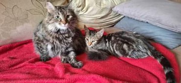 Diva sucht mit Freigang