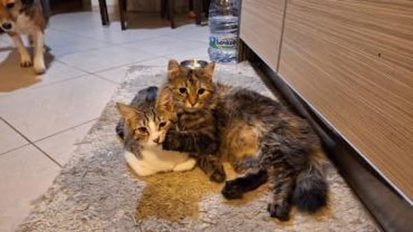 Diva sucht mit Freigang