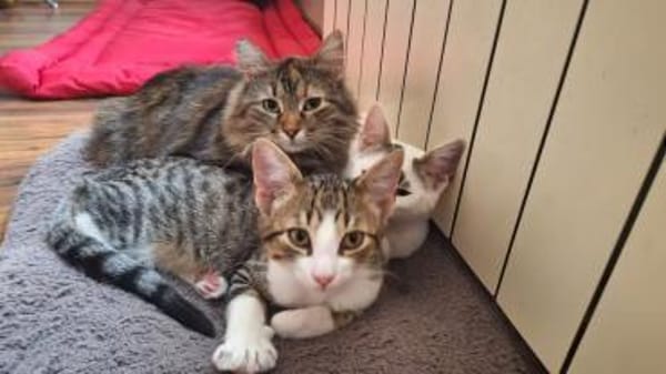 Diva sucht mit Freigang