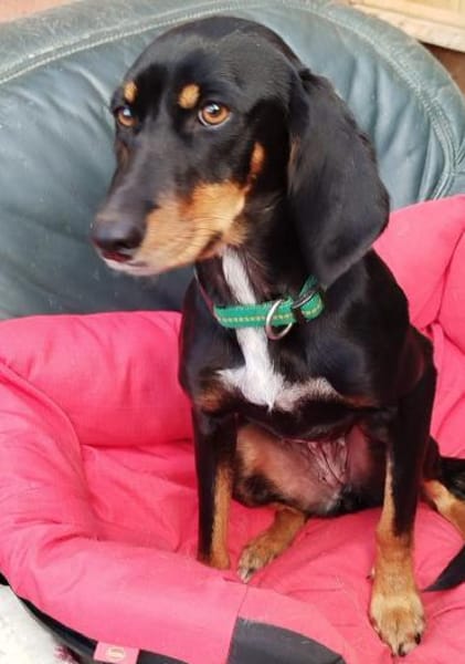 Fröhliche Peggy sucht tolles Zuhause