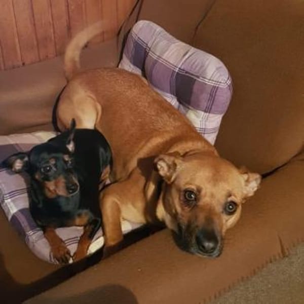 Ausgelassene MENA sucht Zuhause ❤