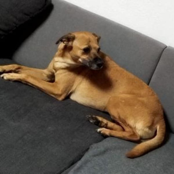 Ausgelassene MENA sucht Zuhause ❤