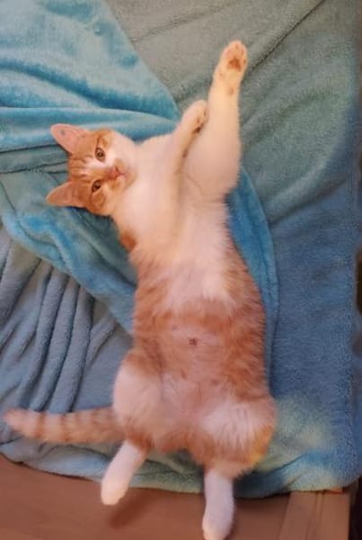 Unser zuckersüßes Fellknäuel Bonnie