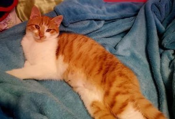 Unser zuckersüßes Fellknäuel Bonnie