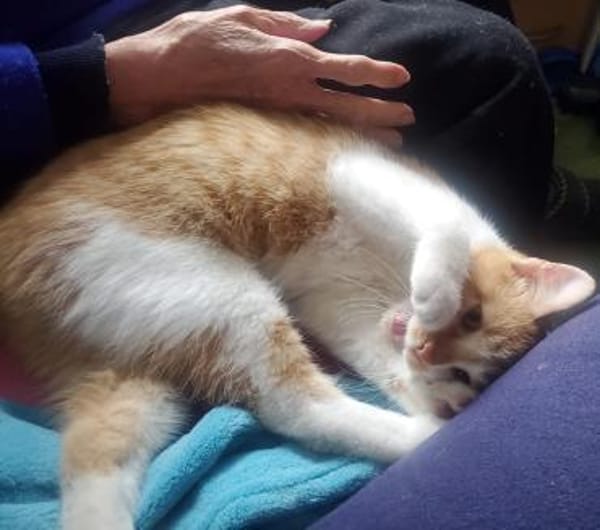 Unser zuckersüßes Fellknäuel Bonnie