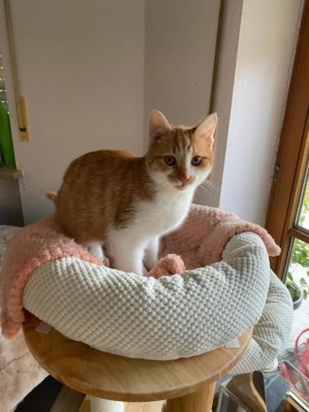 Unser zuckersüßes Fellknäuel Bonnie