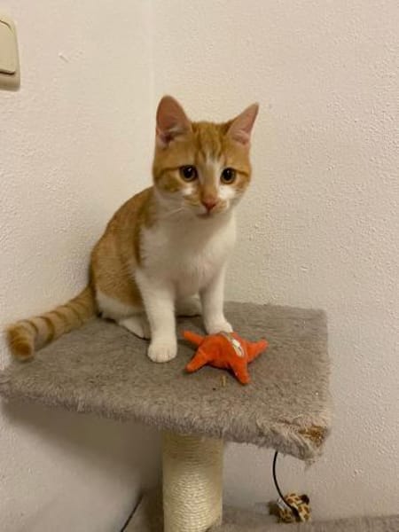 Unser zuckersüßes Fellknäuel Bonnie