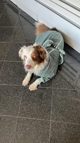 Fiete - Sportlicher Aussie Rüde