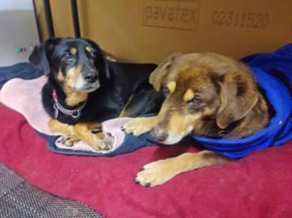 Lord und Lea sind zwei tolle Senioren