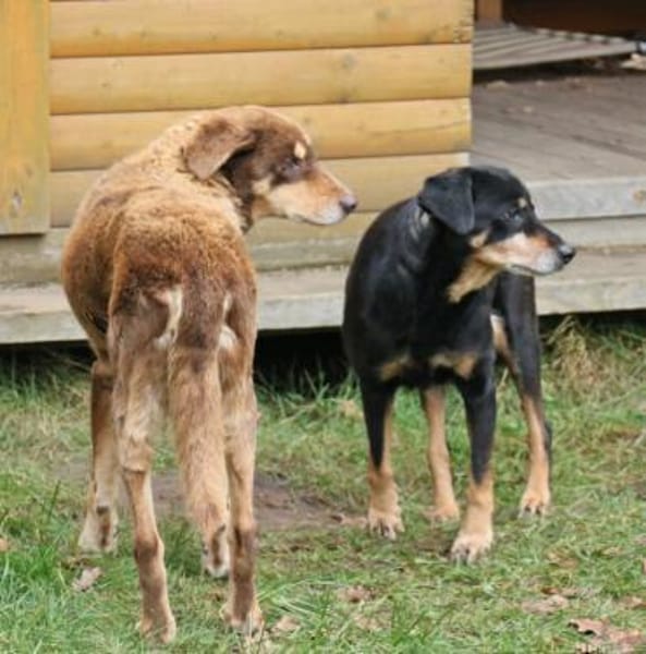 Lord und Lea sind zwei tolle Senioren