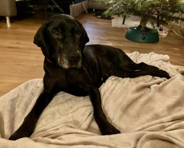 Areta - hofft auf ein liebes Zuhause