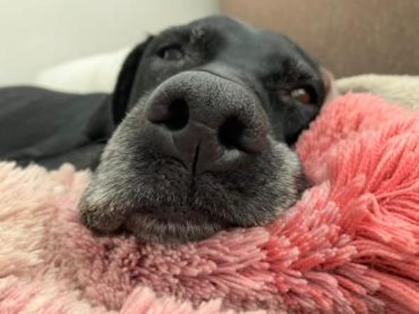 Areta - hofft auf ein liebes Zuhause