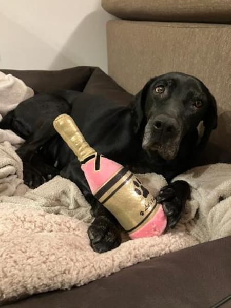 Areta - hofft auf ein liebes Zuhause