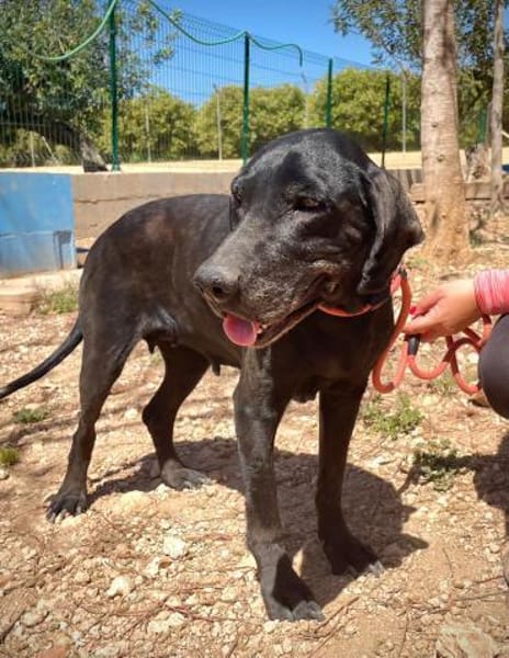 Areta - hofft auf ein liebes Zuhause