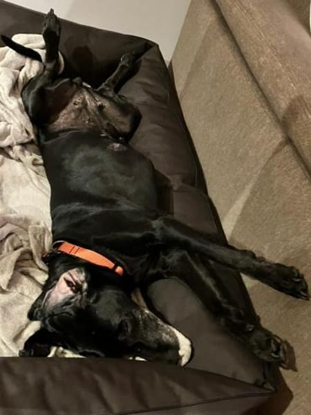 Areta - hofft auf ein liebes Zuhause