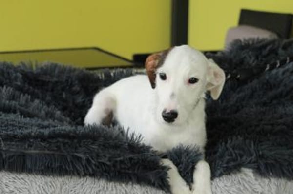 Relina sucht ihre Menschen...